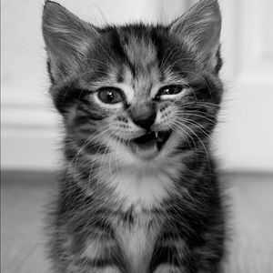 Meet your Posher, Dominic